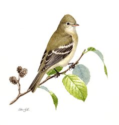 Alder Flycatcher