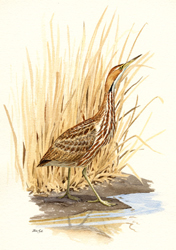 American Bittern