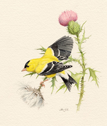 American Goldfinch