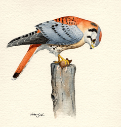 American Kestrel