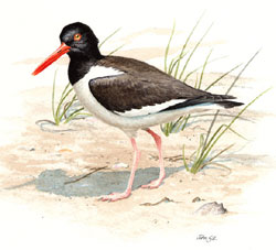 American Oystercatcher