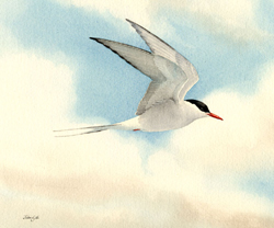 Arctic Tern