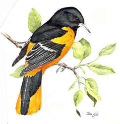 Baltimore Oriole