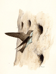 Bank Swallow