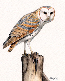 Barn Owl