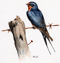 Barn Swallow