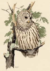 Barred Owl