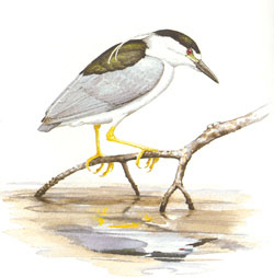 Black-crowned Night-Heron