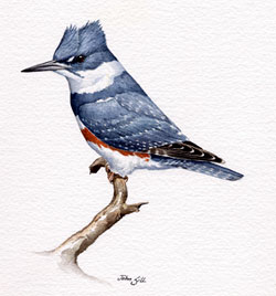 Belted Kingfisher