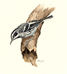 Black-and-white Warbler