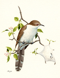 Black-billed Cuckoo