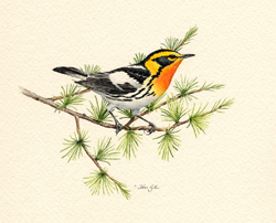 Blackburnian Warbler