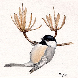 Black-capped Chickadee