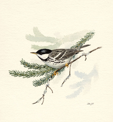 Blackpoll Warbler