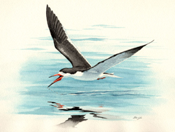 Black Skimmer