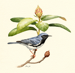 Black-throated Blue Warbler