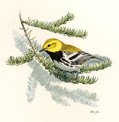 Black-throated Green Warbler