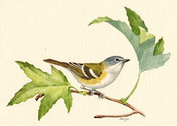 Blue-headed Vireo