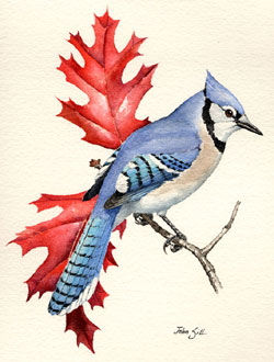 This is my first attempt at painting a Blue Jay. After many hours