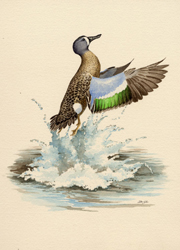 Blue-winged Teal