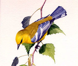 Blue-winged Warbler