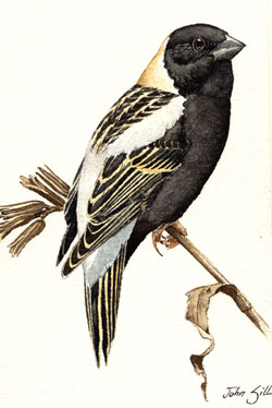 Bobolink