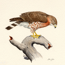 Broad-winged Hawk