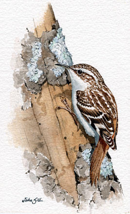 Brown Creeper