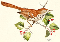 Brown Thrasher