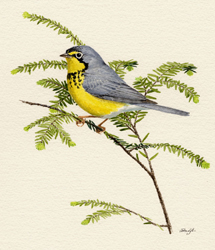 Canada Warbler