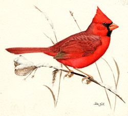 Northern Cardinal