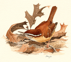 Carolina Wren