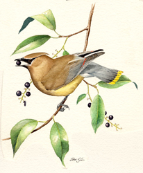 Cedar Waxwing