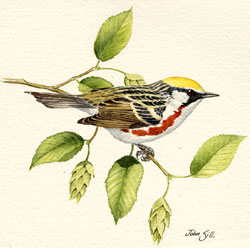 Chestnut-sided Warbler