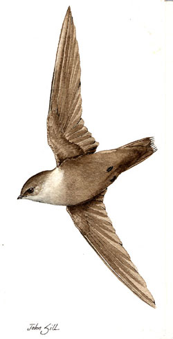 Chimney Swift