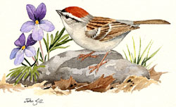 Chipping Sparrow