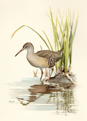 Clapper Rail