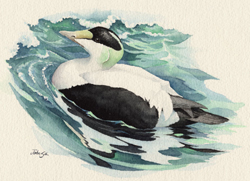 Common Eider