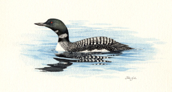 Common Loon