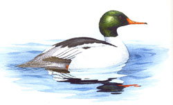 Common Merganser