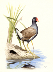 Common Moorhen