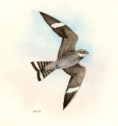 Common Nighthawk