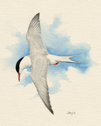 Common Tern