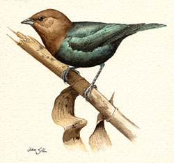 Brown-headed Cowbird