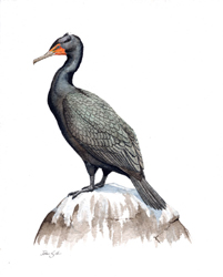 Double-crested Cormorant