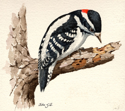 Downy Woodpecker