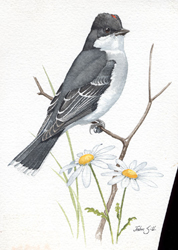 Eastern Kingbird