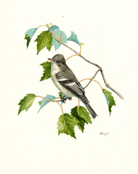 Eastern Wood-Pewee