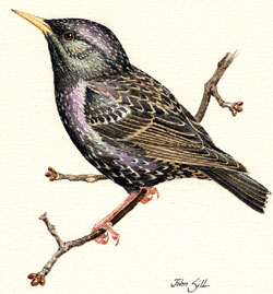 European Starling