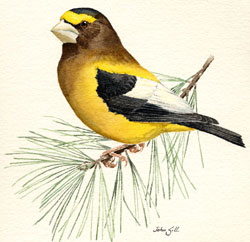 Evening Grosbeak